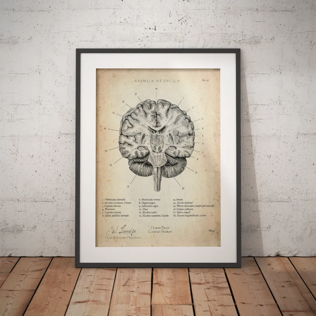 Gehirn Aufbau im Schnitt - Animus Medicus GmbH