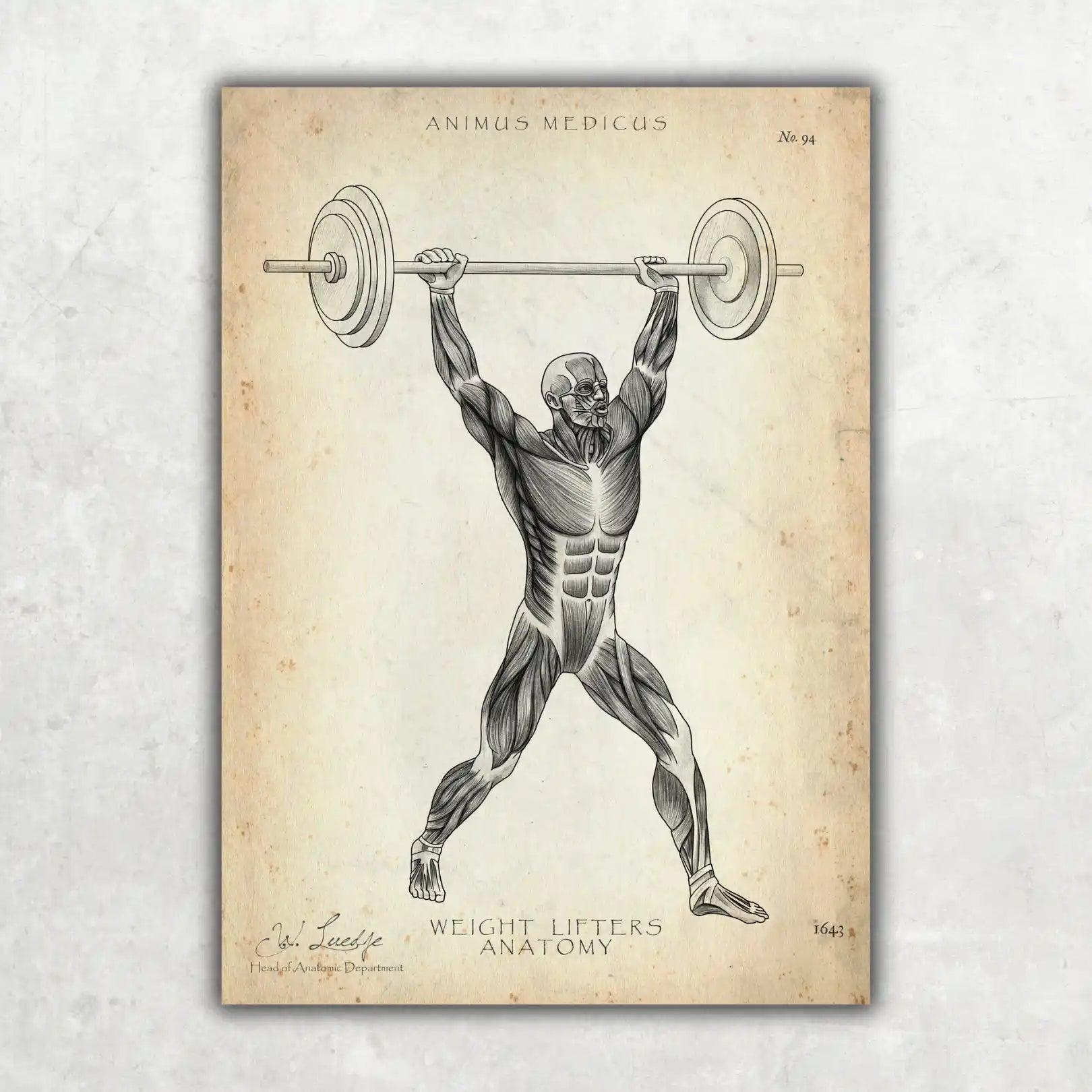 Gewichtheben Anatomie Poster