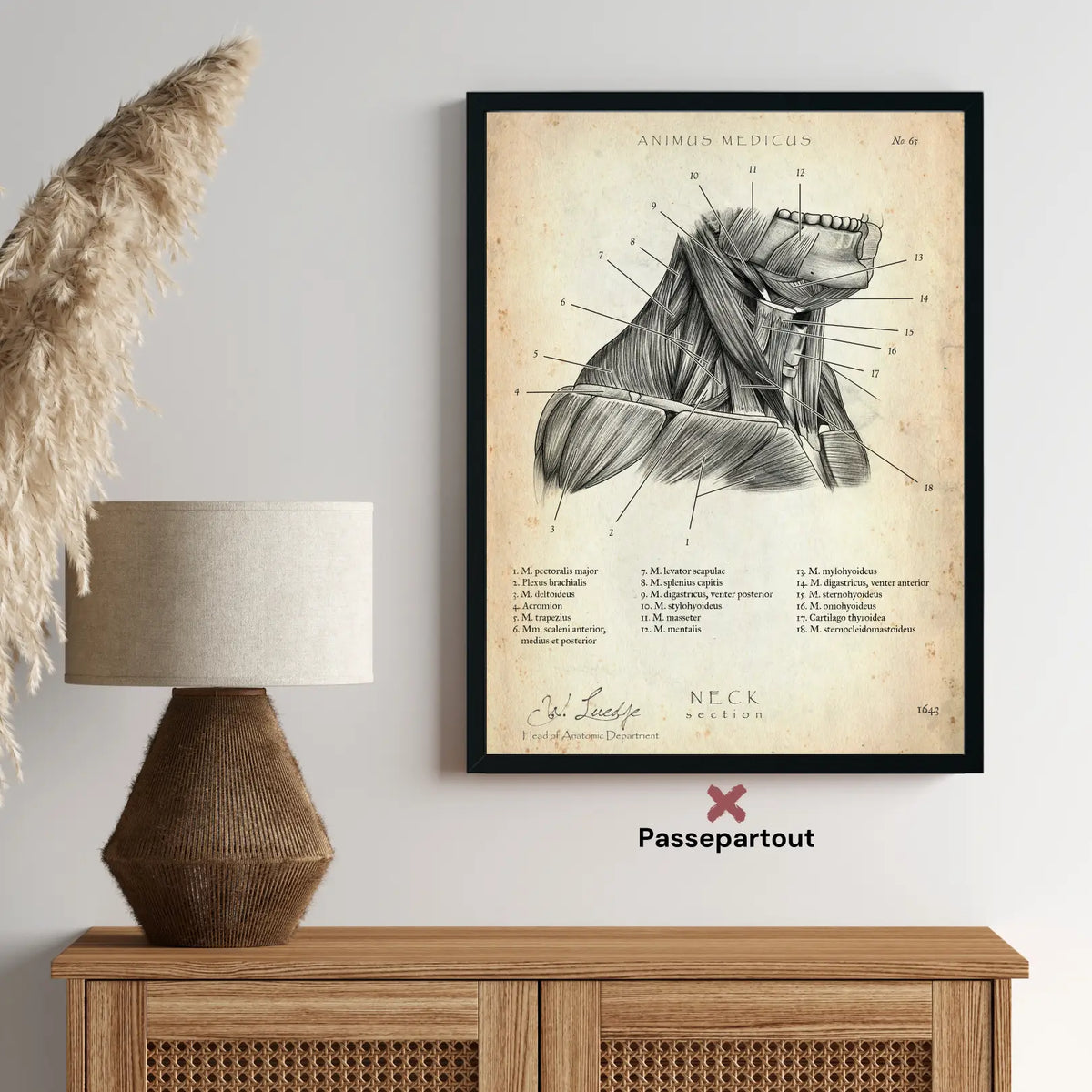 Halsmuskeln im Schnitt - Animus Medicus GmbH