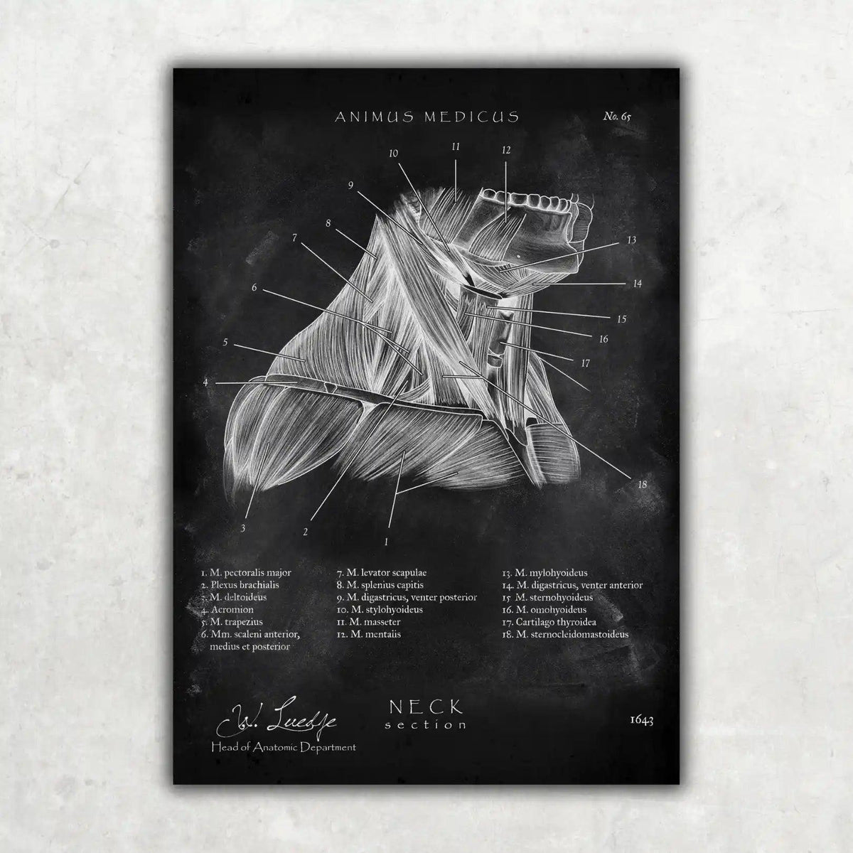 Halsmuskeln im Schnitt - Chalkboard - Animus Medicus GmbH