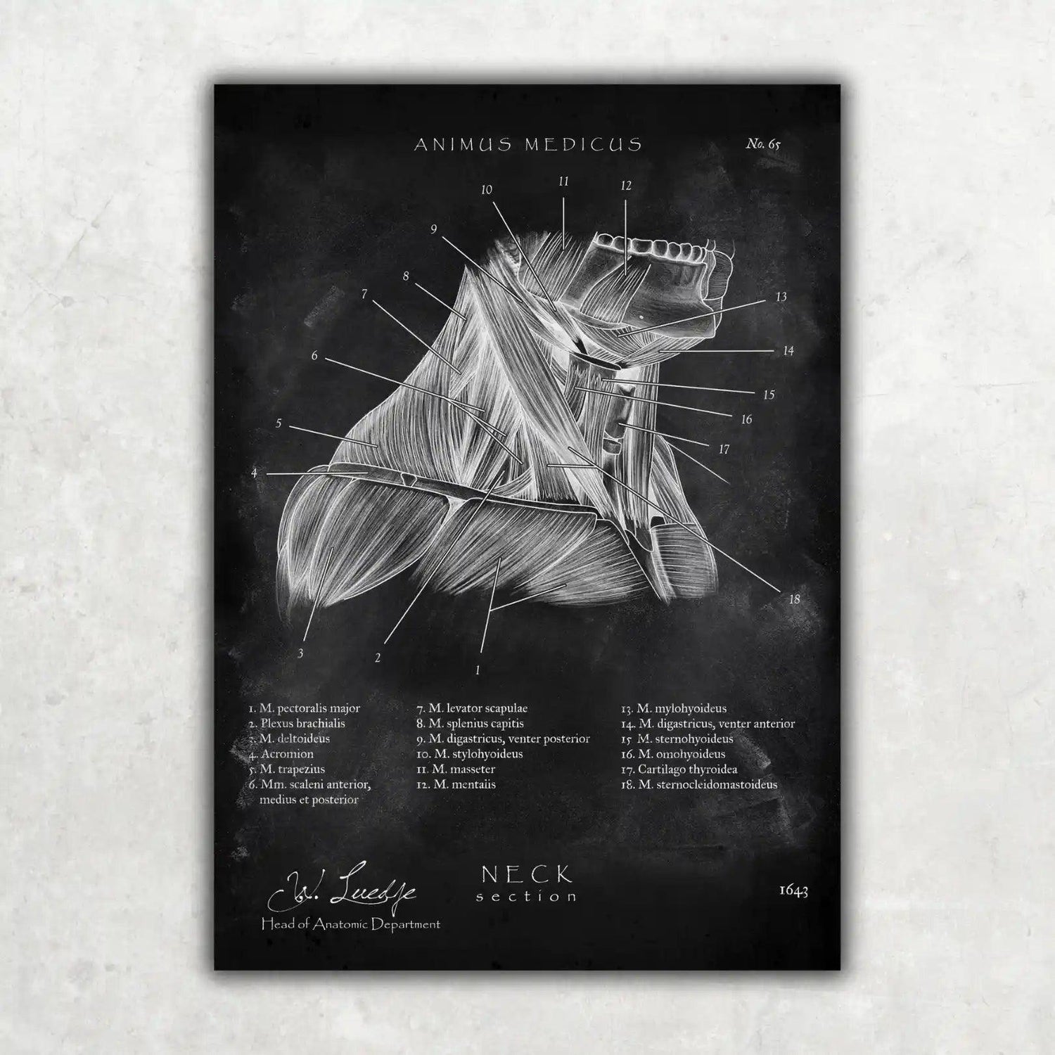 Halsmuskeln im Schnitt - Chalkboard - Animus Medicus GmbH