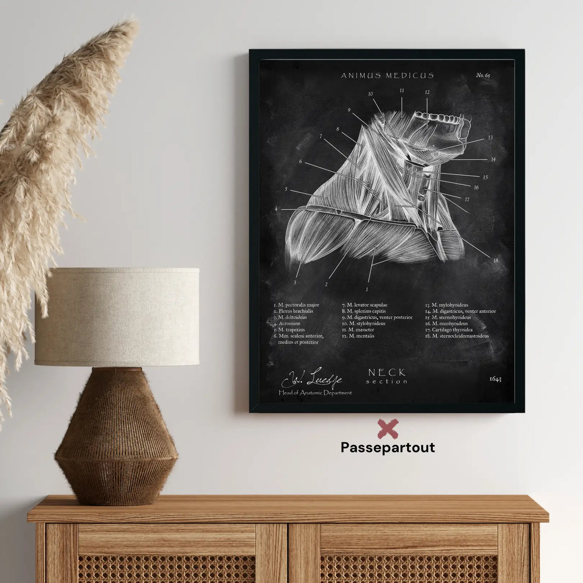 Halsmuskeln im Schnitt - Chalkboard - Animus Medicus GmbH