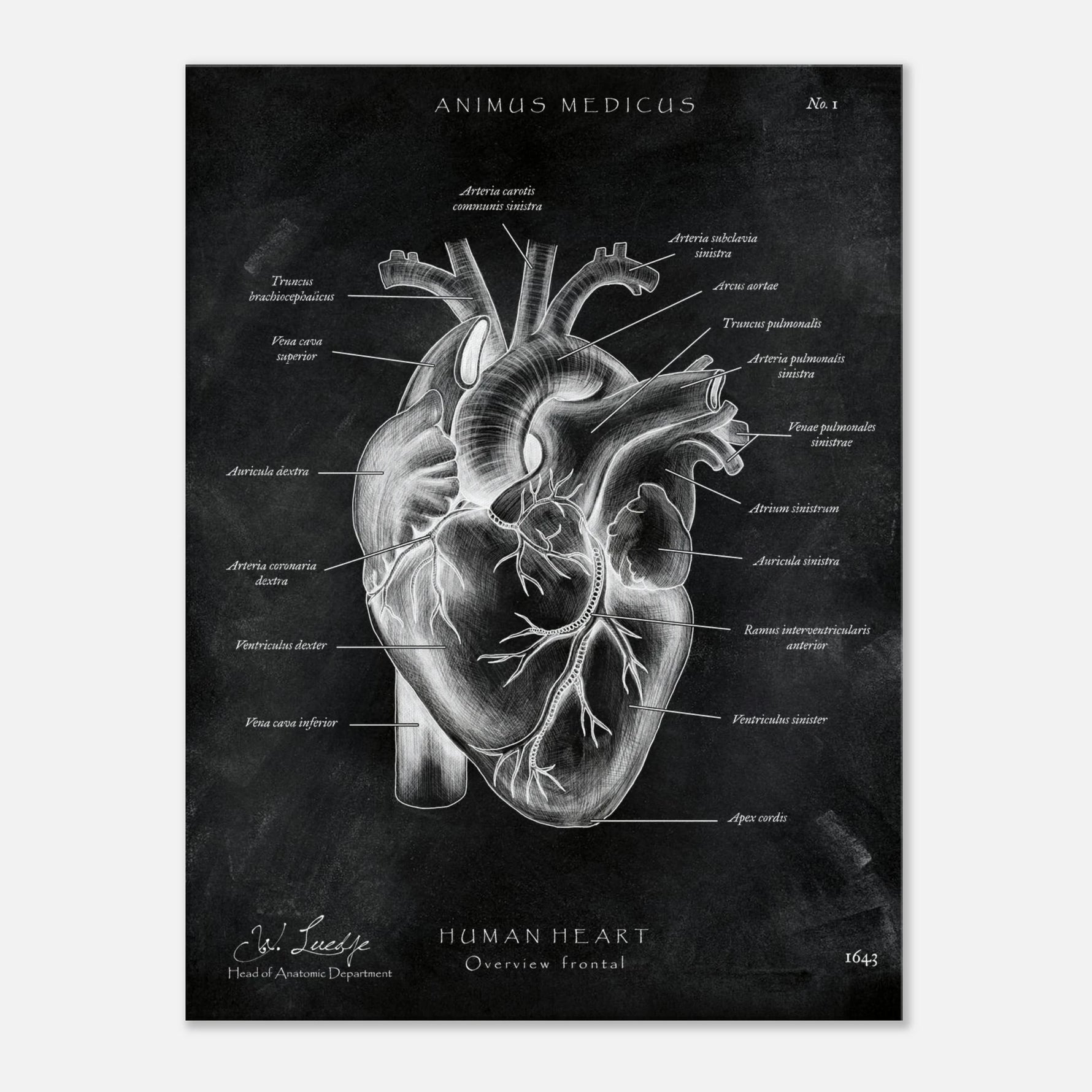 Herz Anatomie Chalkboard - Leinwand - Animus Medicus GmbH