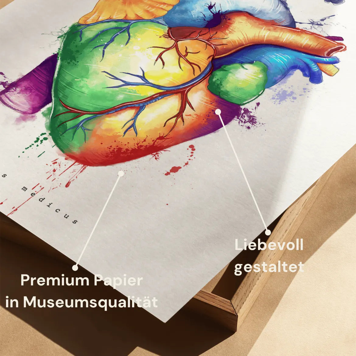 Herz Anatomie - Rainbow - Animus Medicus GmbH