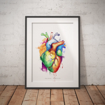 Herz Anatomie - Rainbow - Animus Medicus GmbH