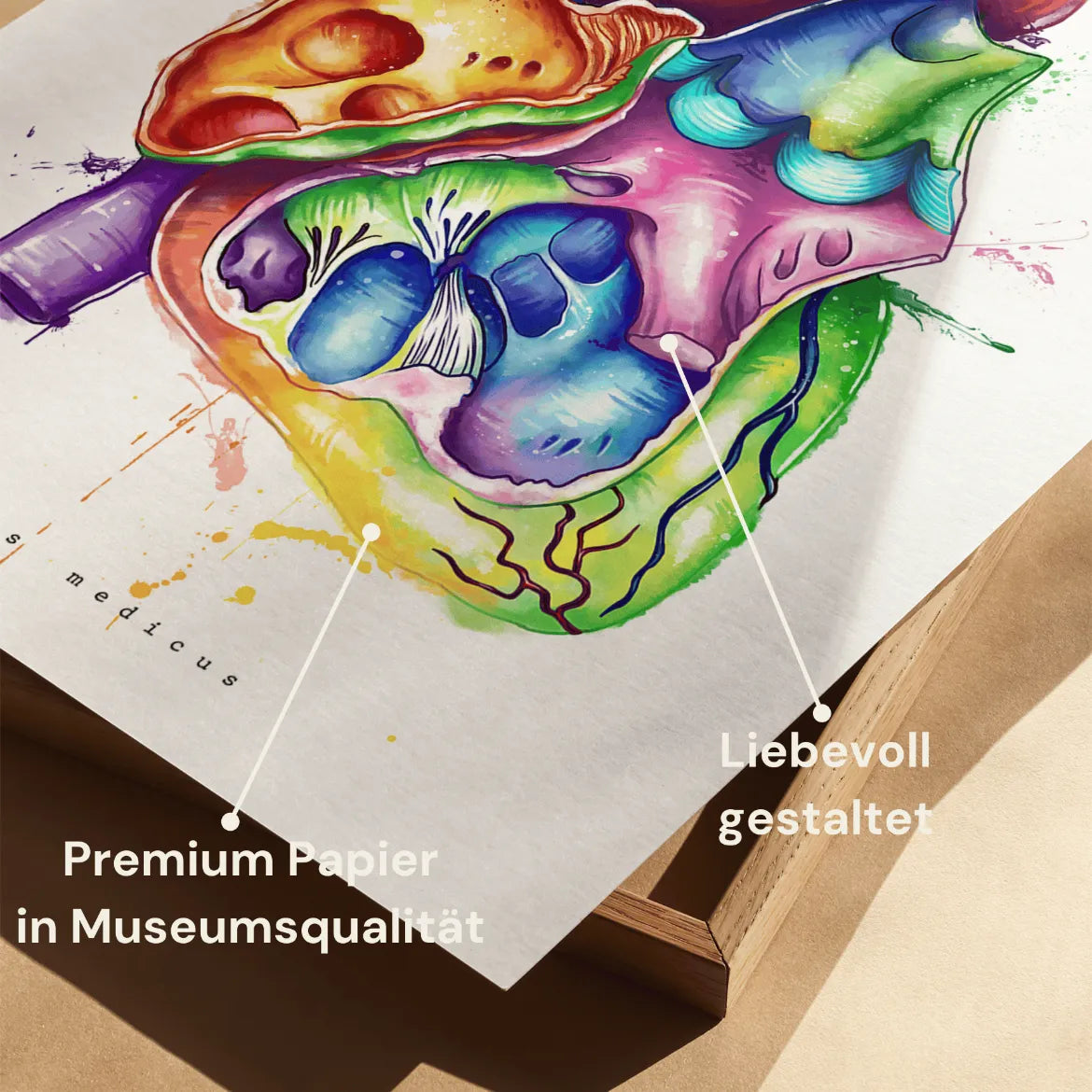 Herz im Schnitt Anatomie - Rainbow - Animus Medicus GmbH