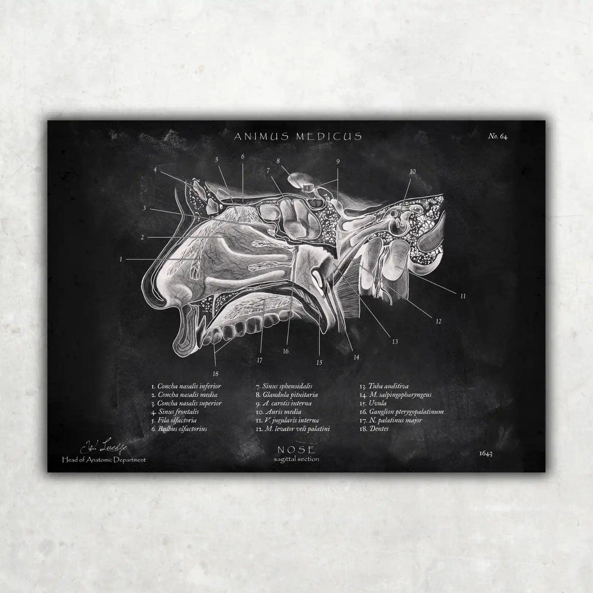 HNO Sammlung - Chalkboard - Animus Medicus GmbH