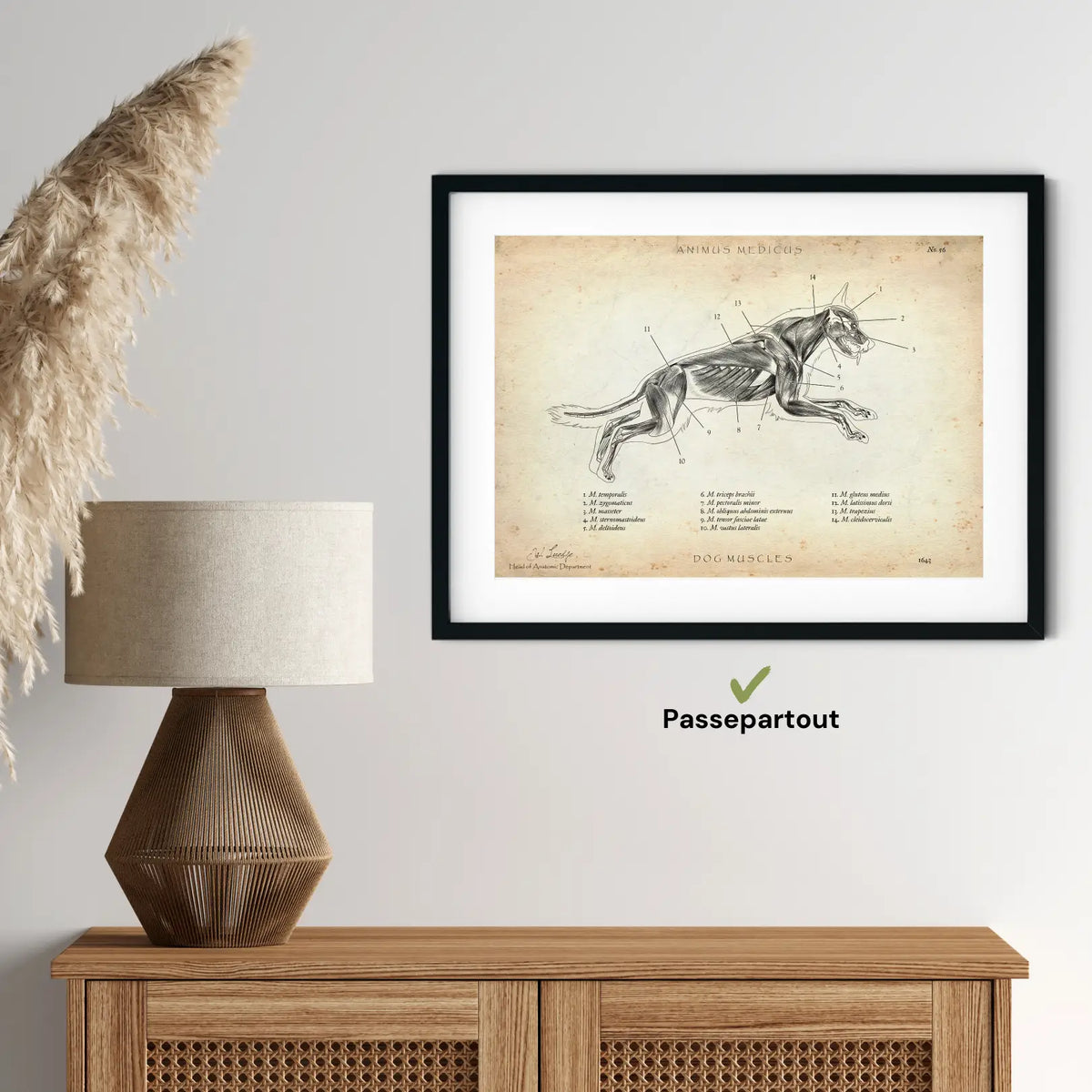 Hunde Muskulatur - Animus Medicus GmbH