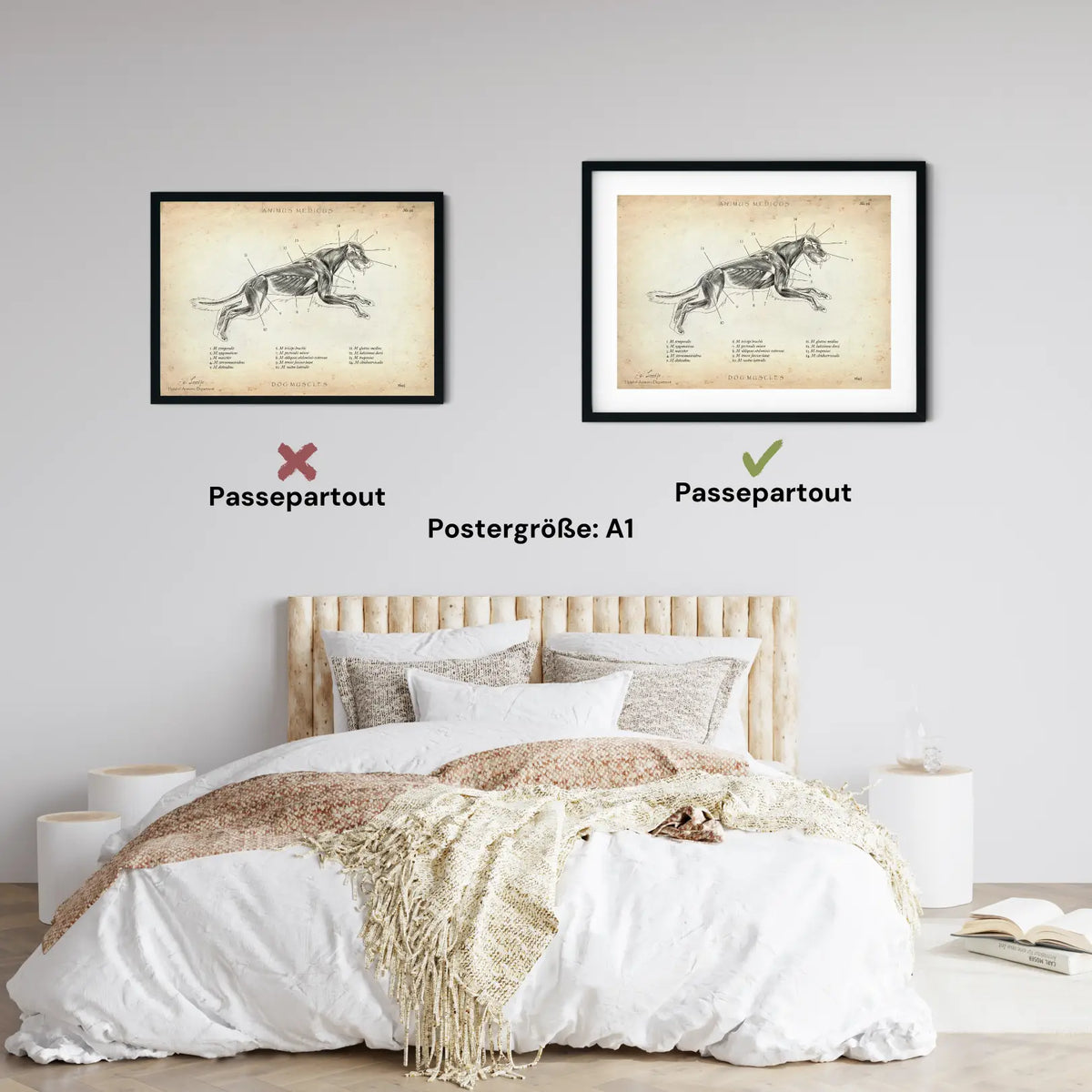 Hunde Muskulatur - Animus Medicus GmbH