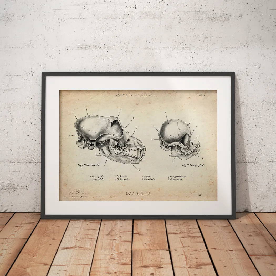 Hunde Schädel - Animus Medicus GmbH