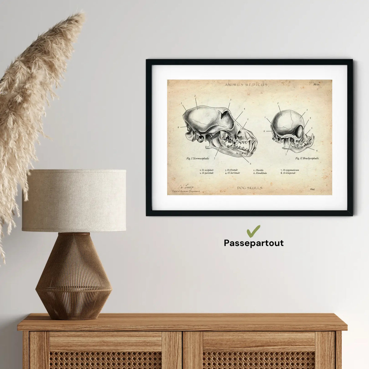 Hunde Schädel - Animus Medicus GmbH
