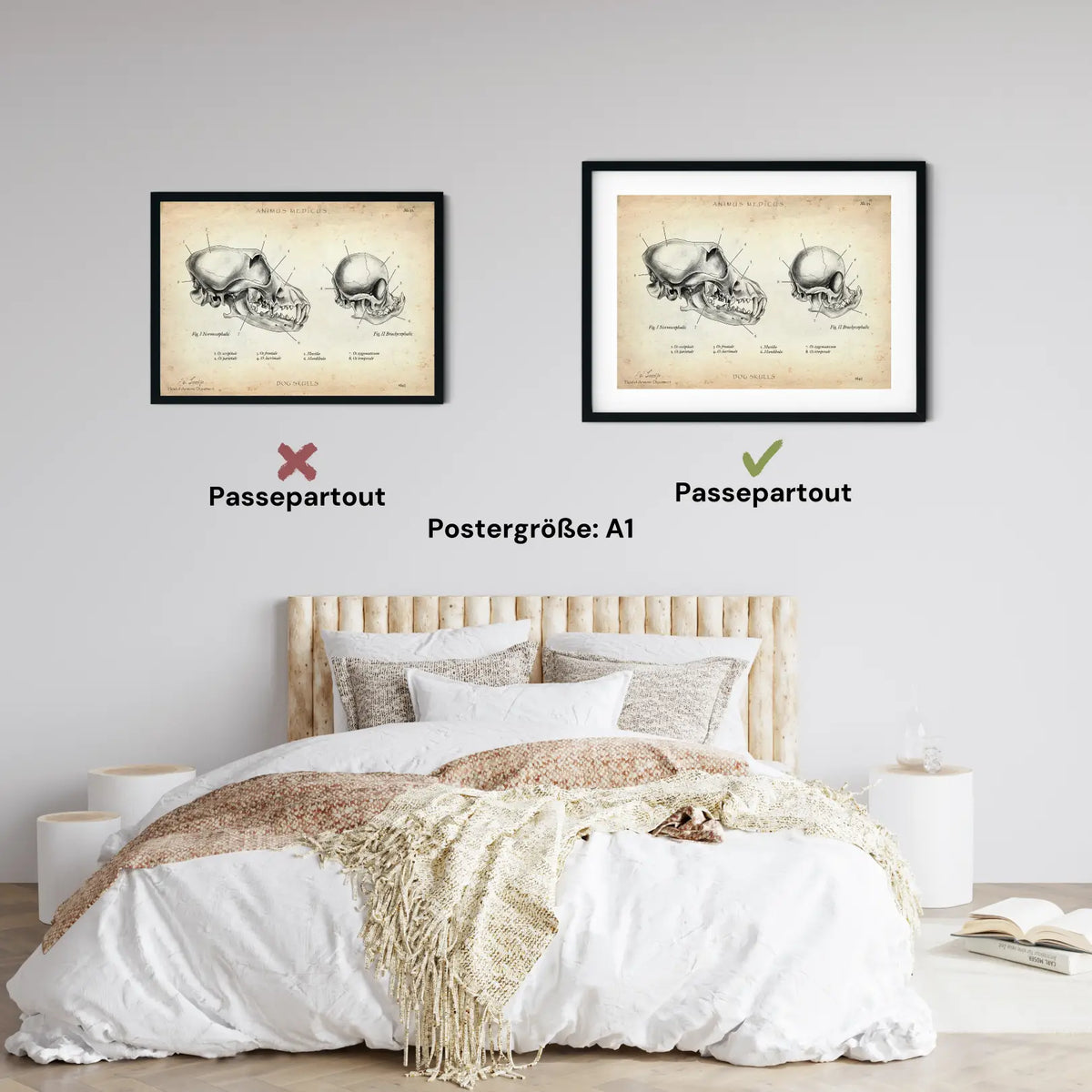 Hunde Schädel - Animus Medicus GmbH