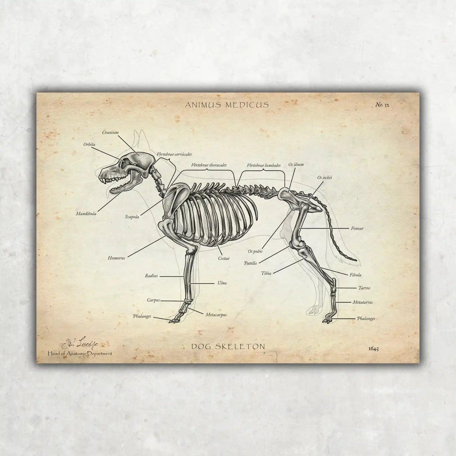 Hunde Skelett - Animus Medicus GmbH