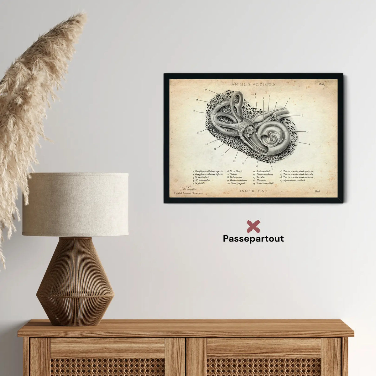 Innenohr Anatomie - Animus Medicus GmbH