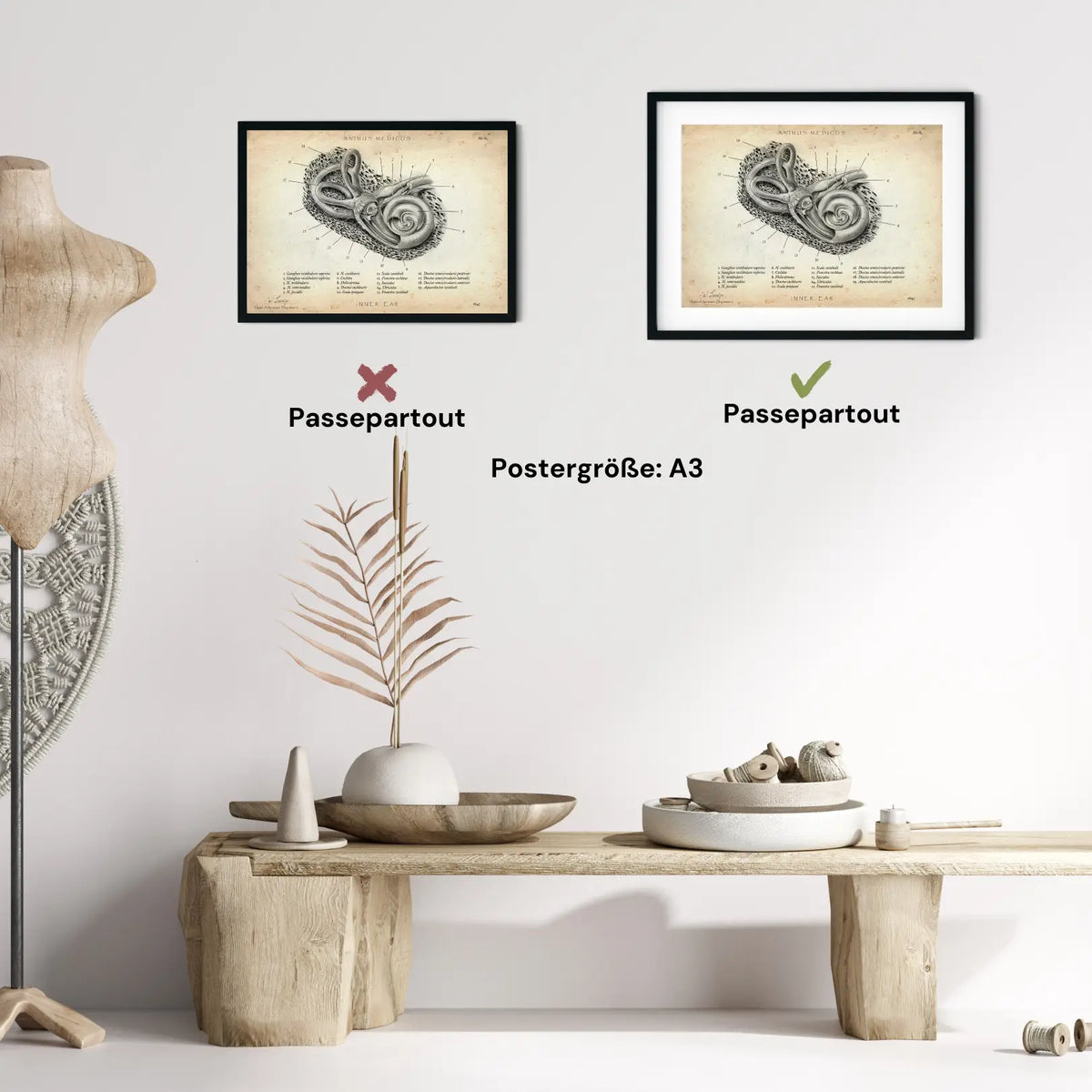 Innenohr Anatomie - Animus Medicus GmbH