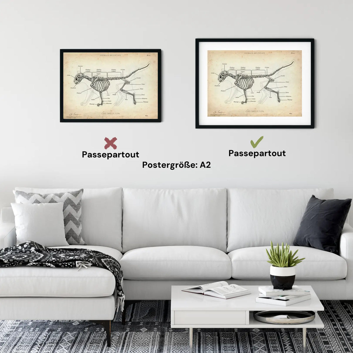 Katzen Skelett - Animus Medicus GmbH
