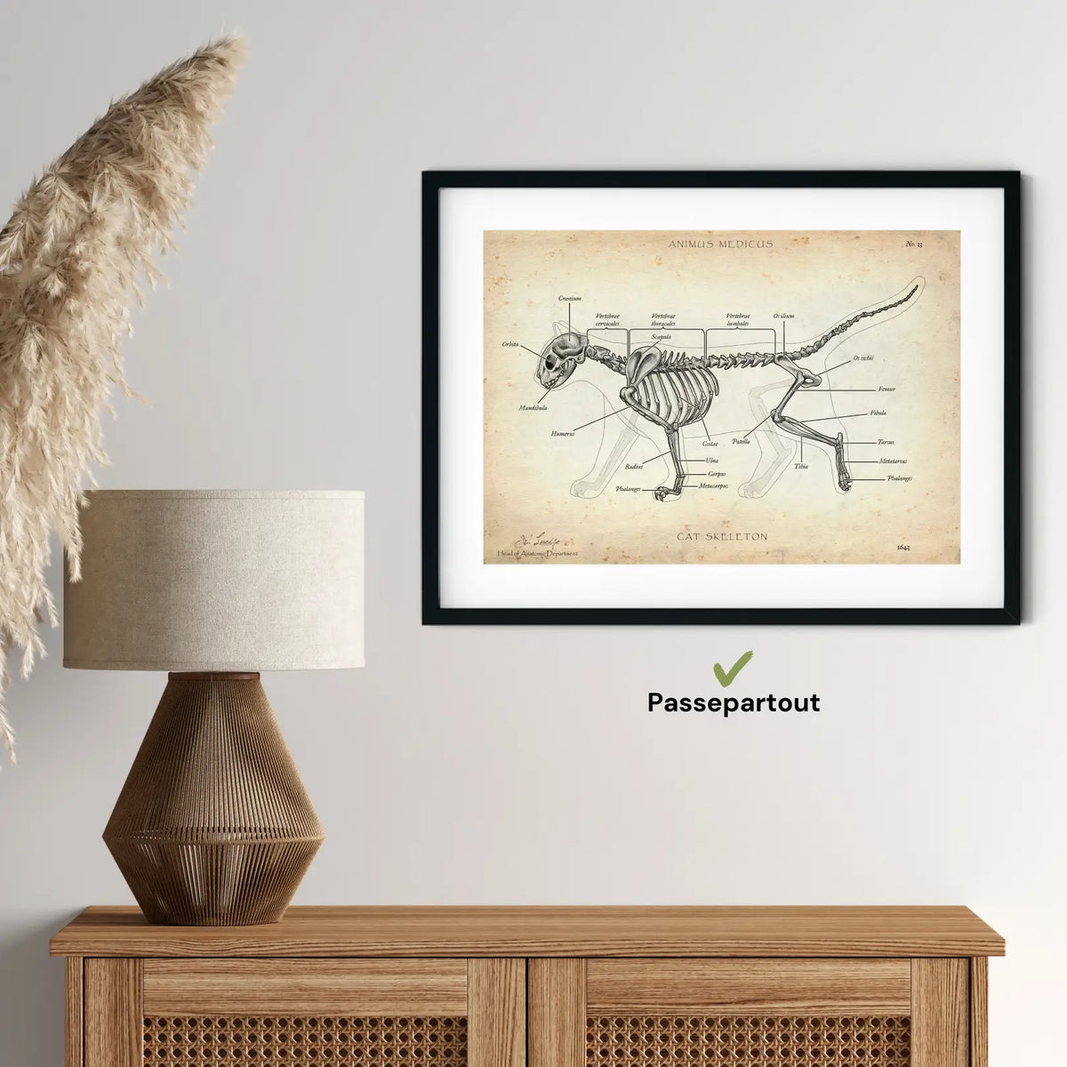 Katzen Skelett - Animus Medicus GmbH