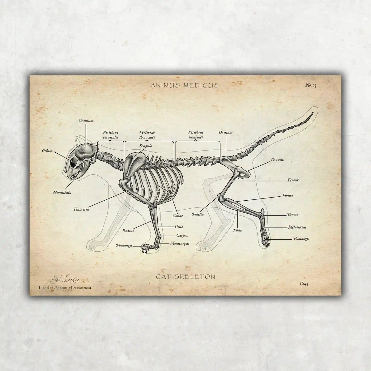 Katzen Skelett - Animus Medicus GmbH