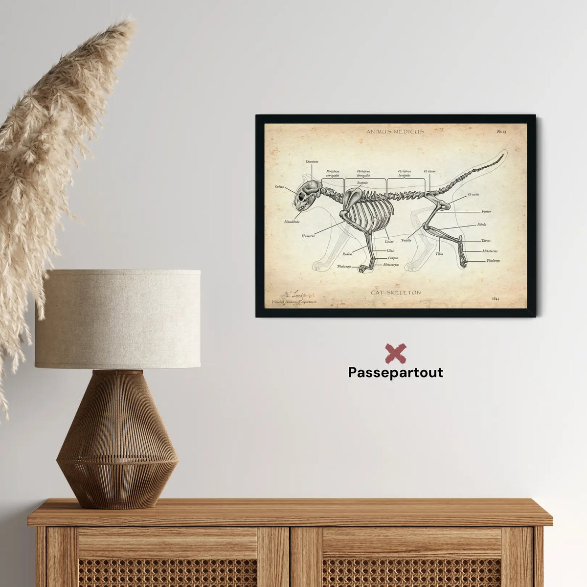 Katzen Skelett - Animus Medicus GmbH