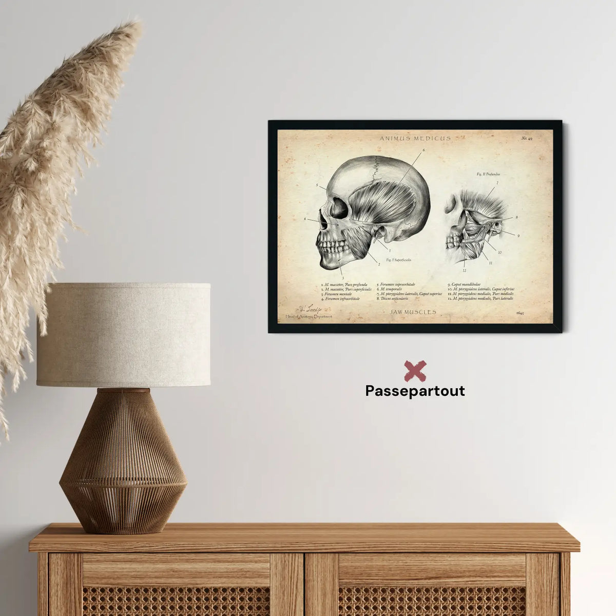 Kaumuskulatur Anatomie - Animus Medicus GmbH