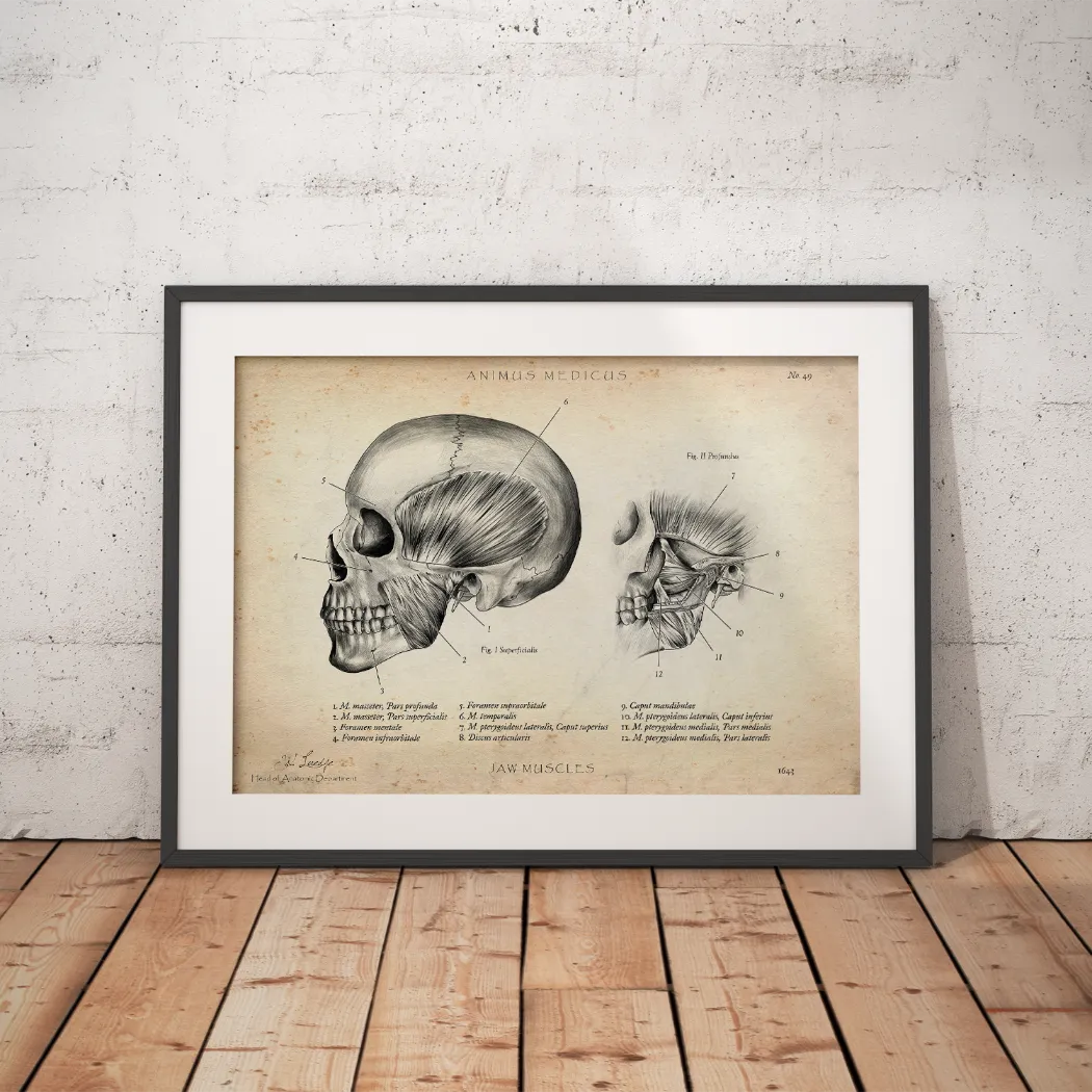 Kaumuskulatur Anatomie - Animus Medicus GmbH