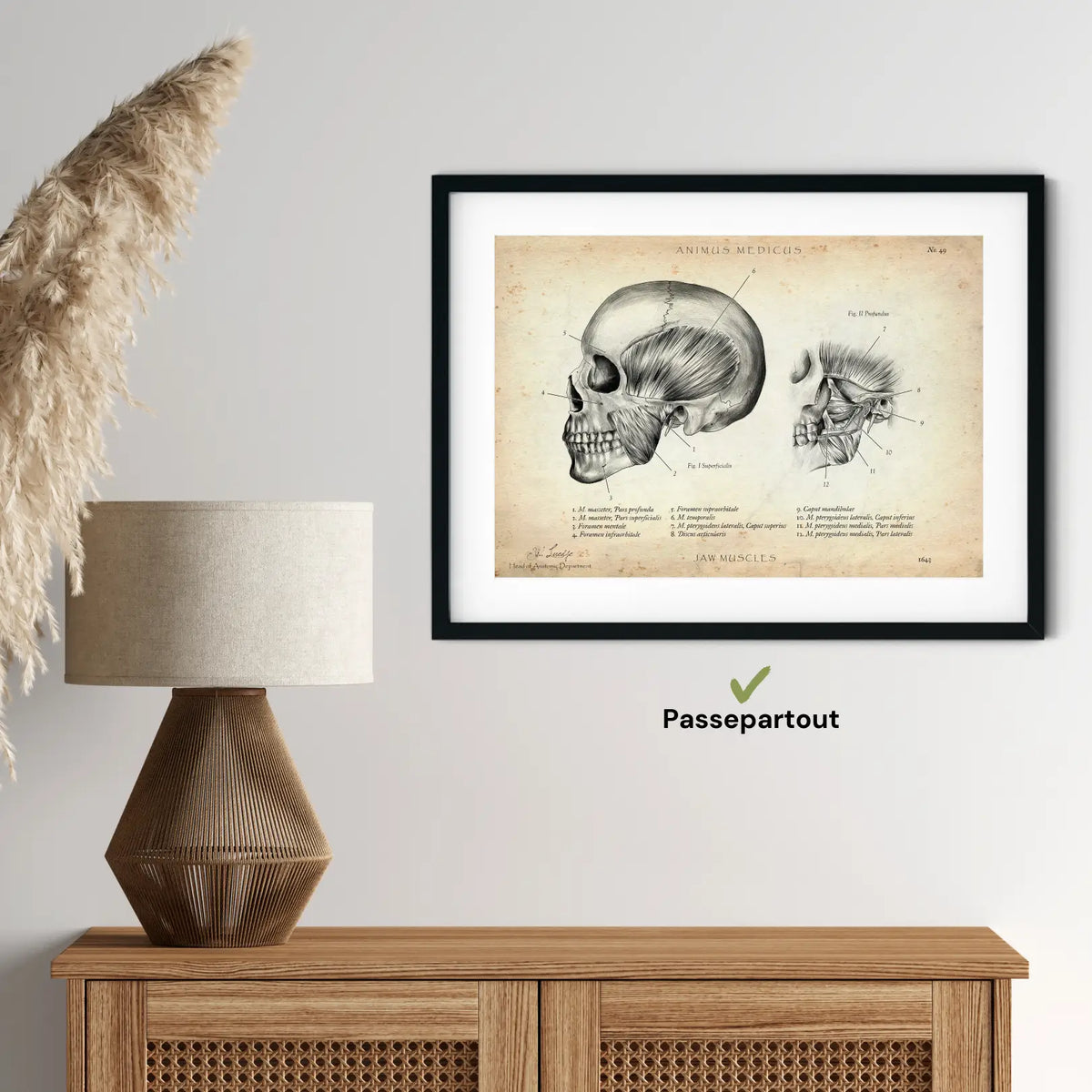 Kaumuskulatur Anatomie - Animus Medicus GmbH