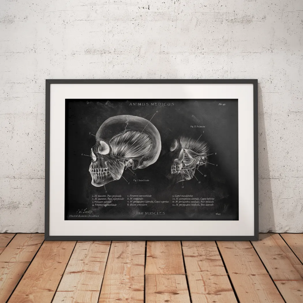 Kaumuskulatur Anatomie - Chalkboard - Animus Medicus GmbH