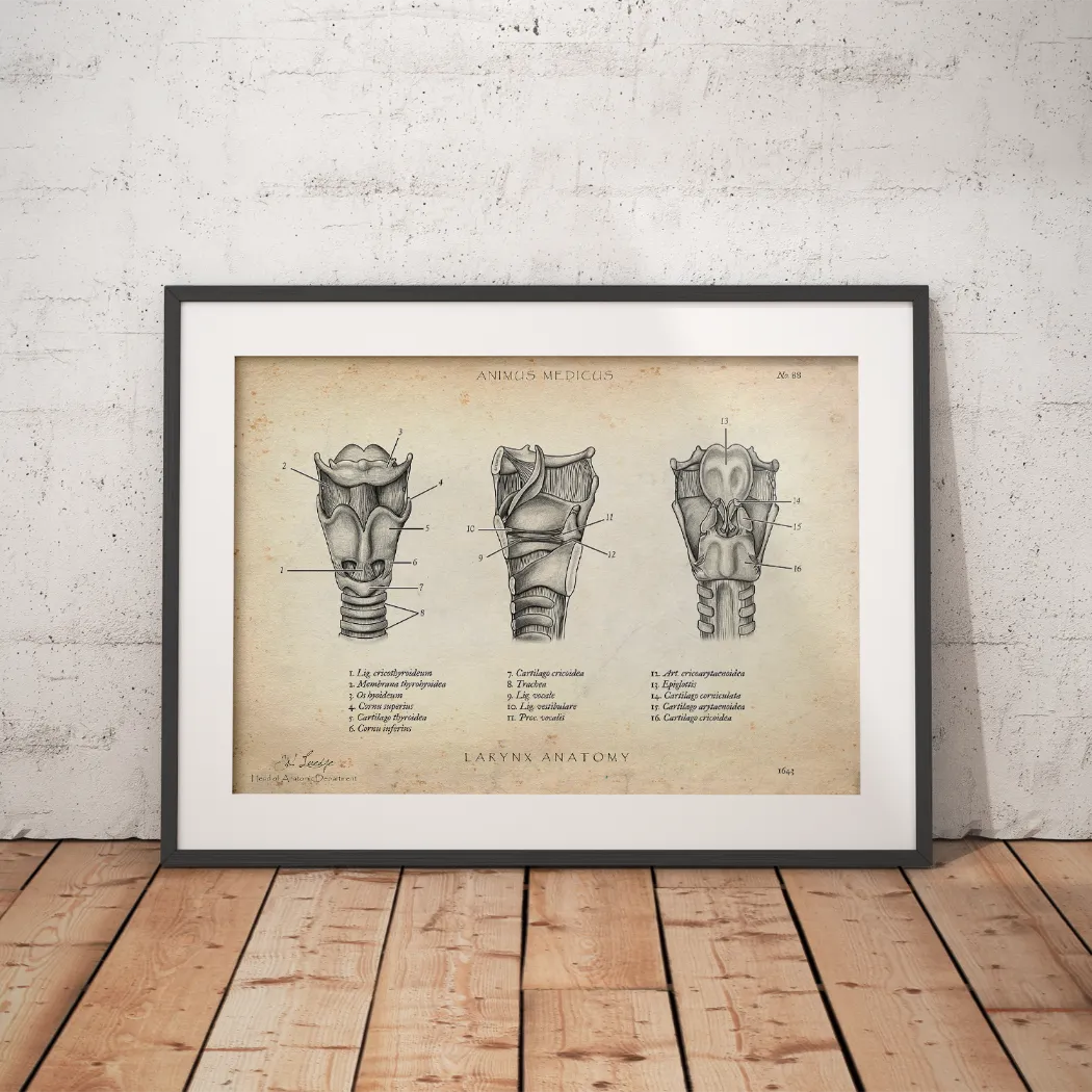 Kehlkopf Anatomie - Animus Medicus GmbH