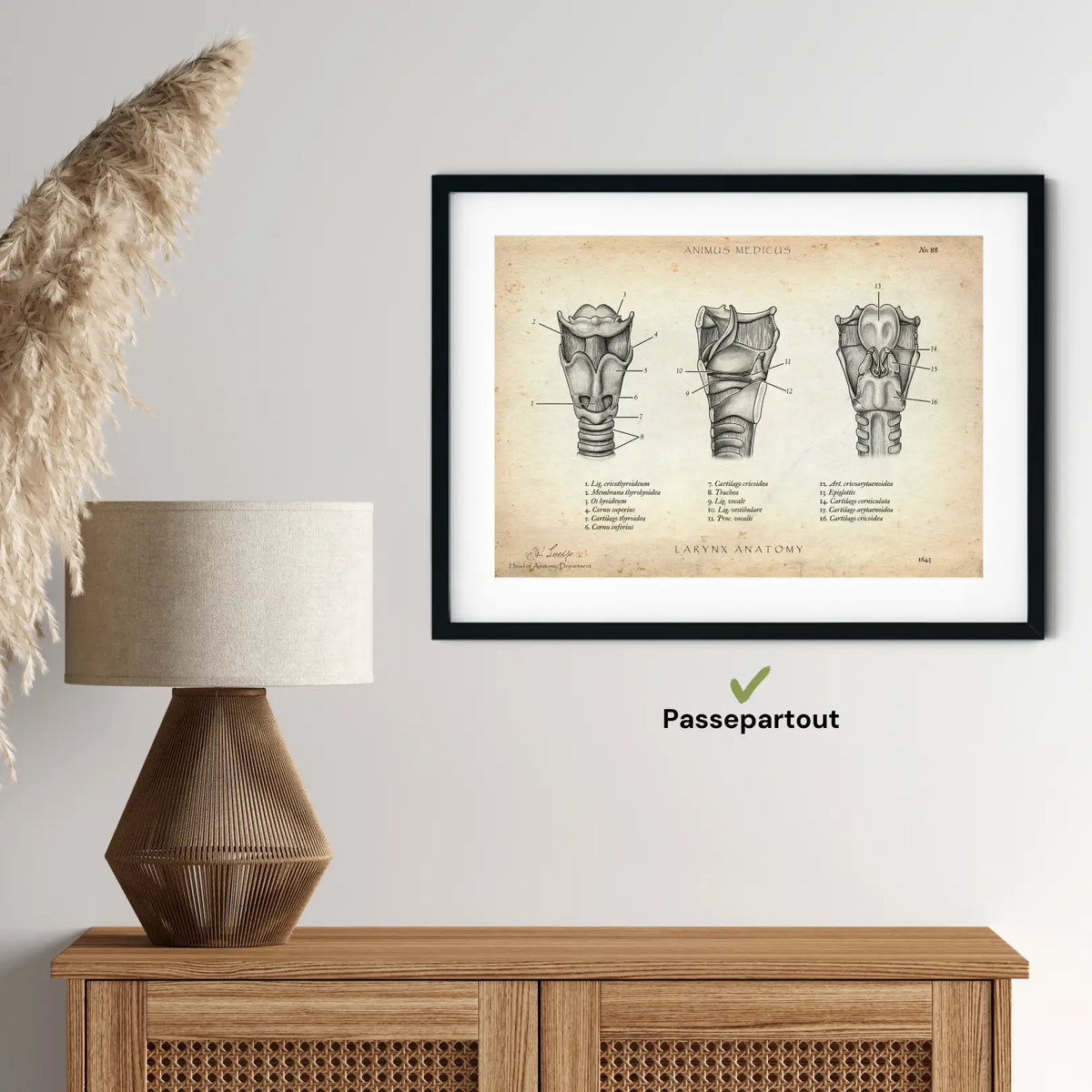 Kehlkopf Anatomie - Animus Medicus GmbH