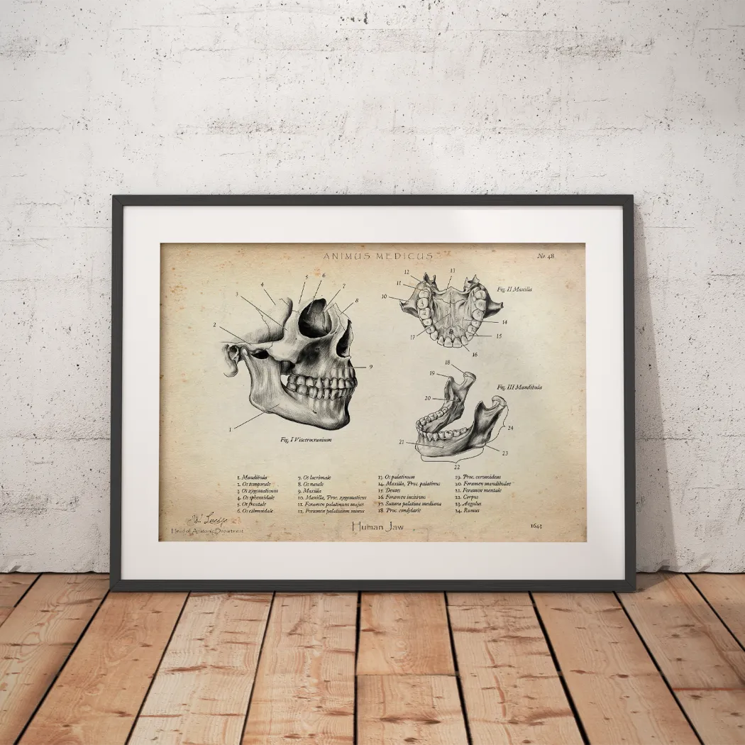 Kiefergelenk Anatomie - Animus Medicus GmbH