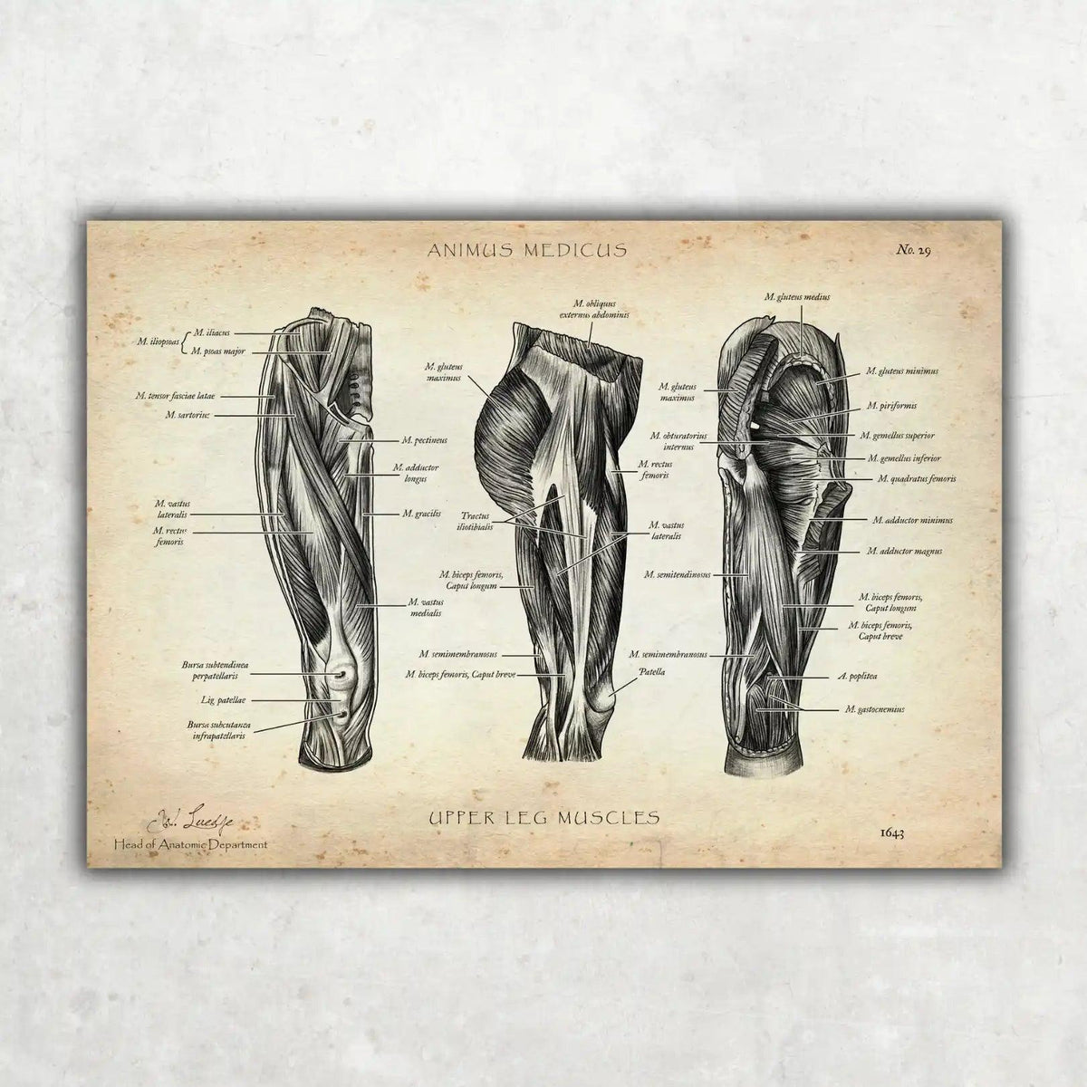 Knie Anatomie Sammlung - Animus Medicus GmbH