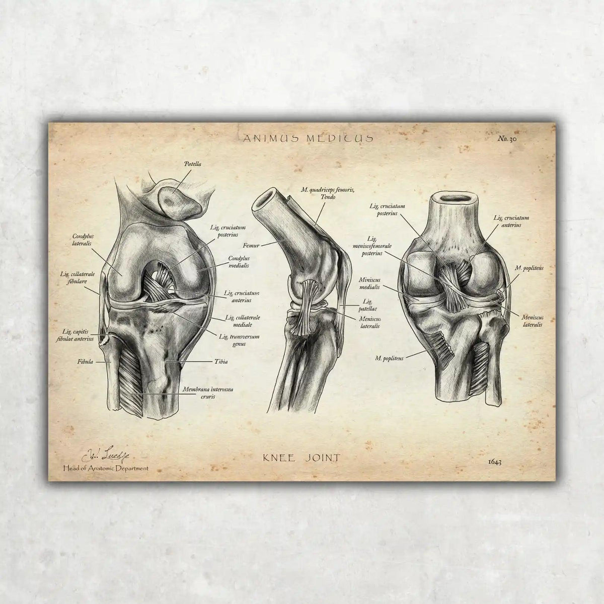 Knie Anatomie Sammlung - Animus Medicus GmbH