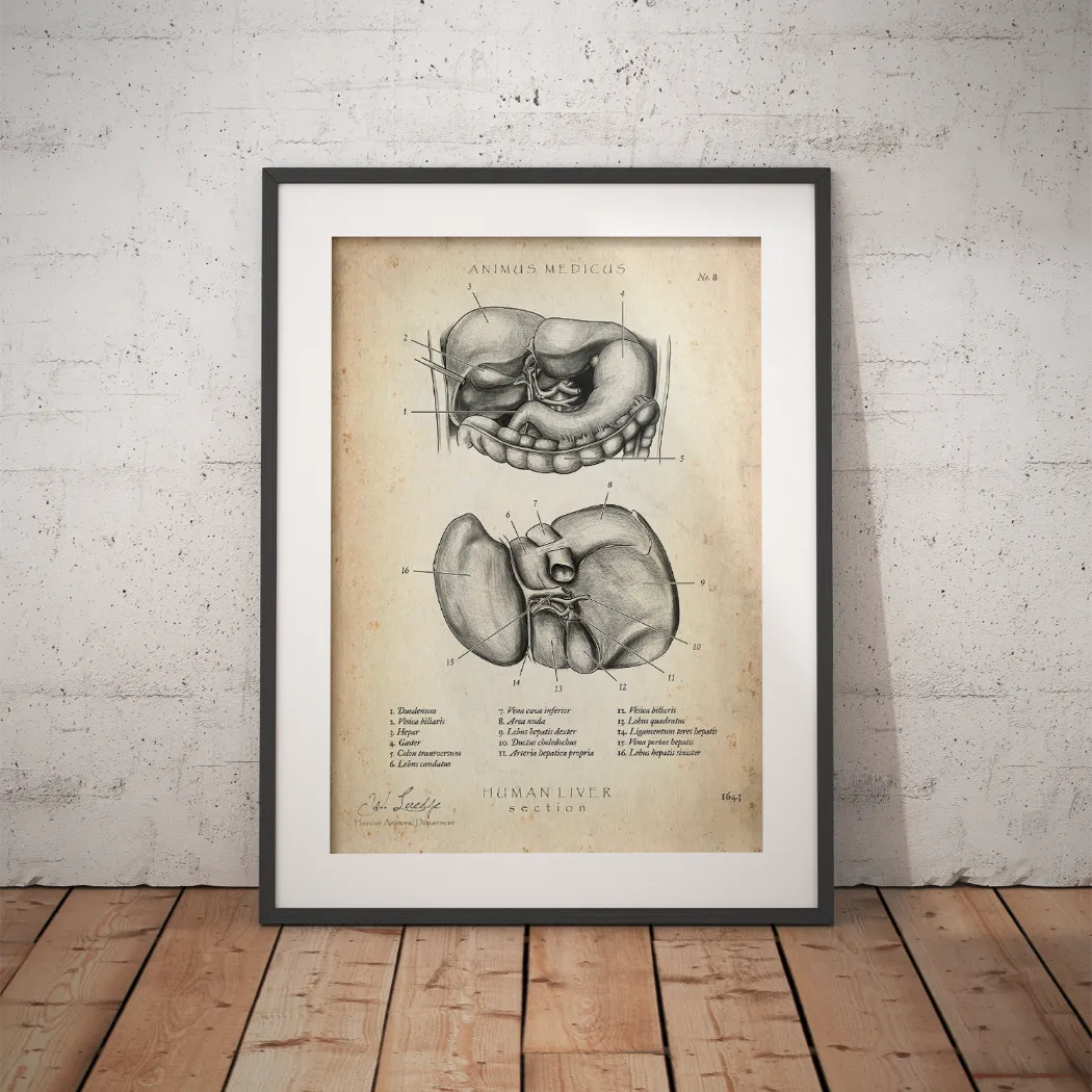 Leber Anatomie - Animus Medicus GmbH