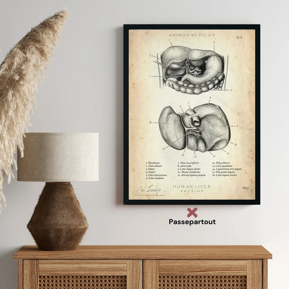 Leber Anatomie - Animus Medicus GmbH