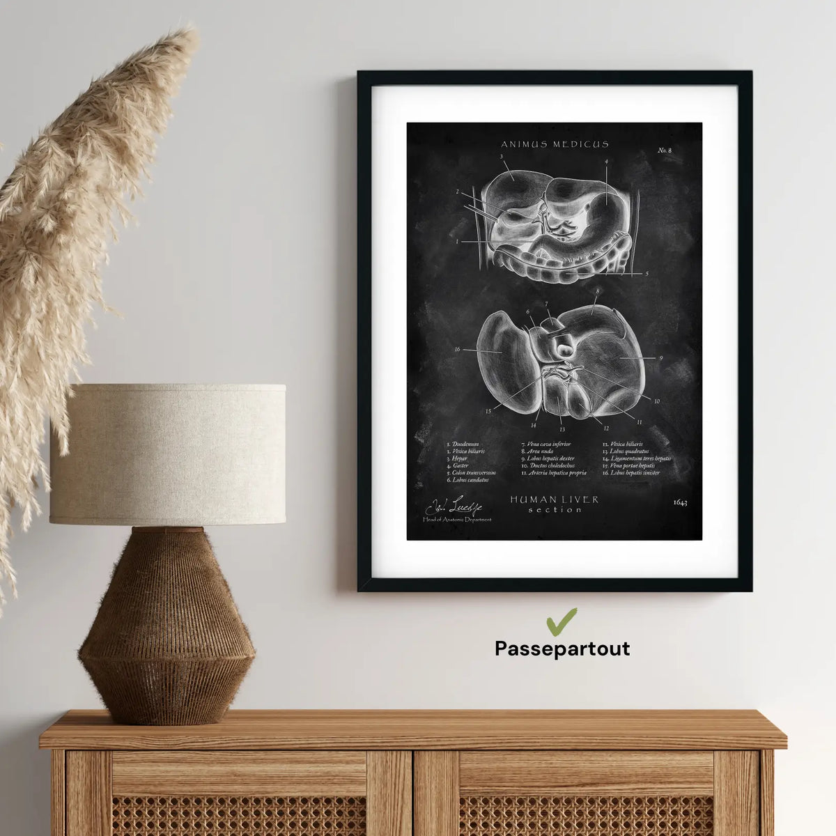 Leber Anatomie - Chalkboard - Animus Medicus GmbH