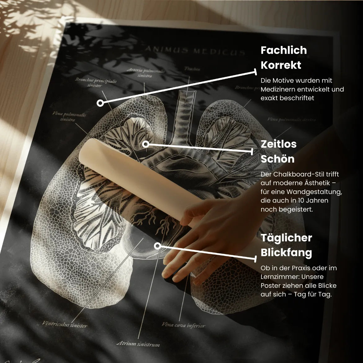 Lungen Anatomie - Chalkboard - Animus Medicus GmbH