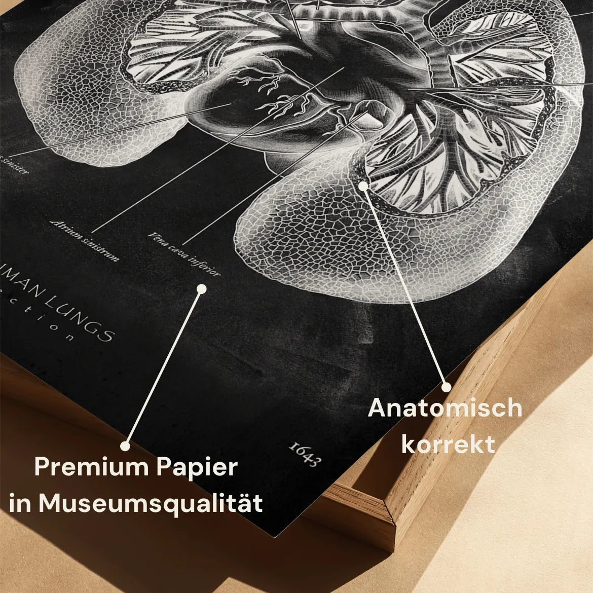 Lungen Anatomie - Chalkboard - Animus Medicus GmbH