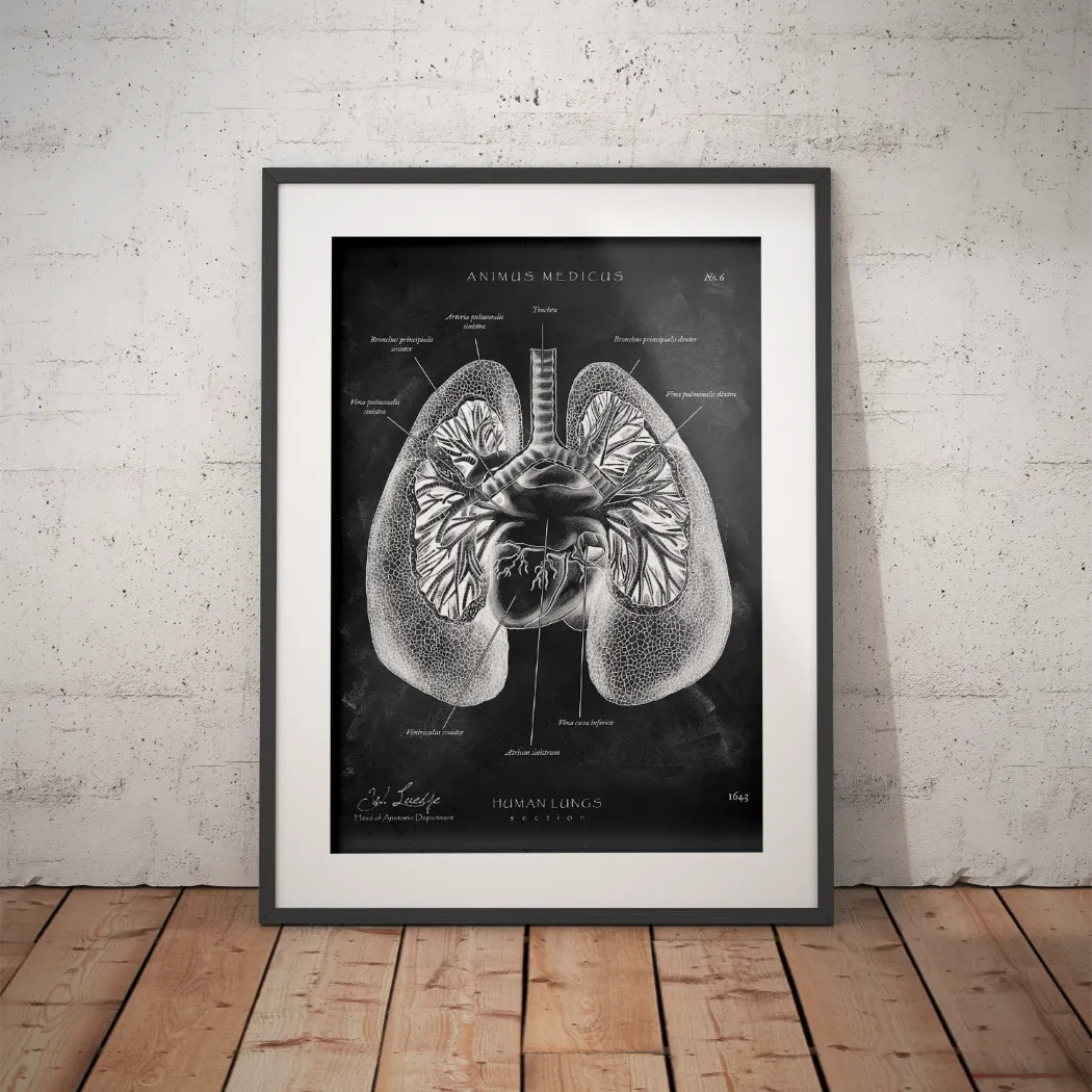 Lungen Anatomie - Chalkboard - Animus Medicus GmbH