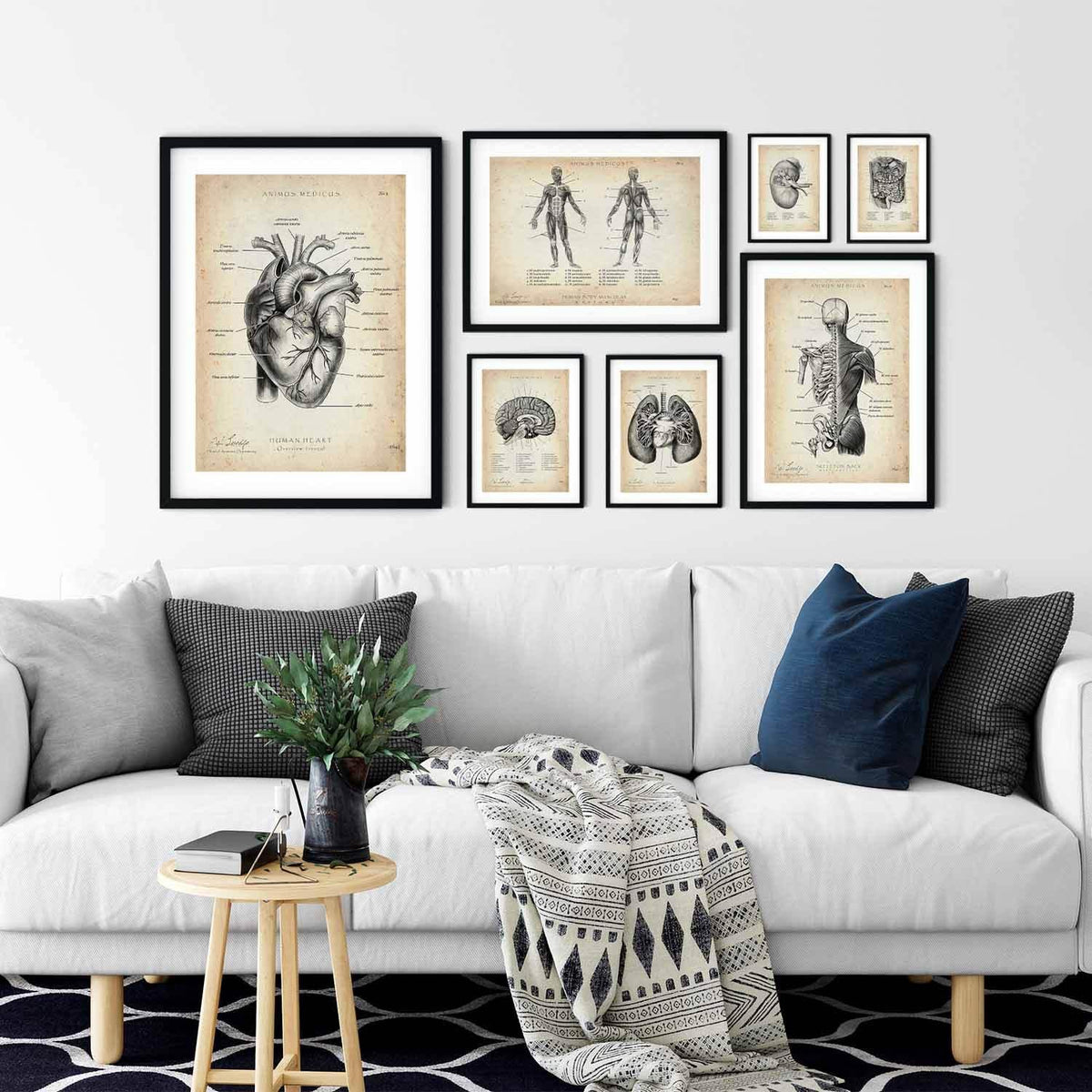 MediCare Bundle - Animus Medicus GmbH