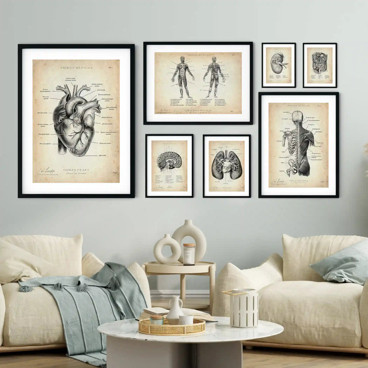 MediCare Bundle - Animus Medicus GmbH