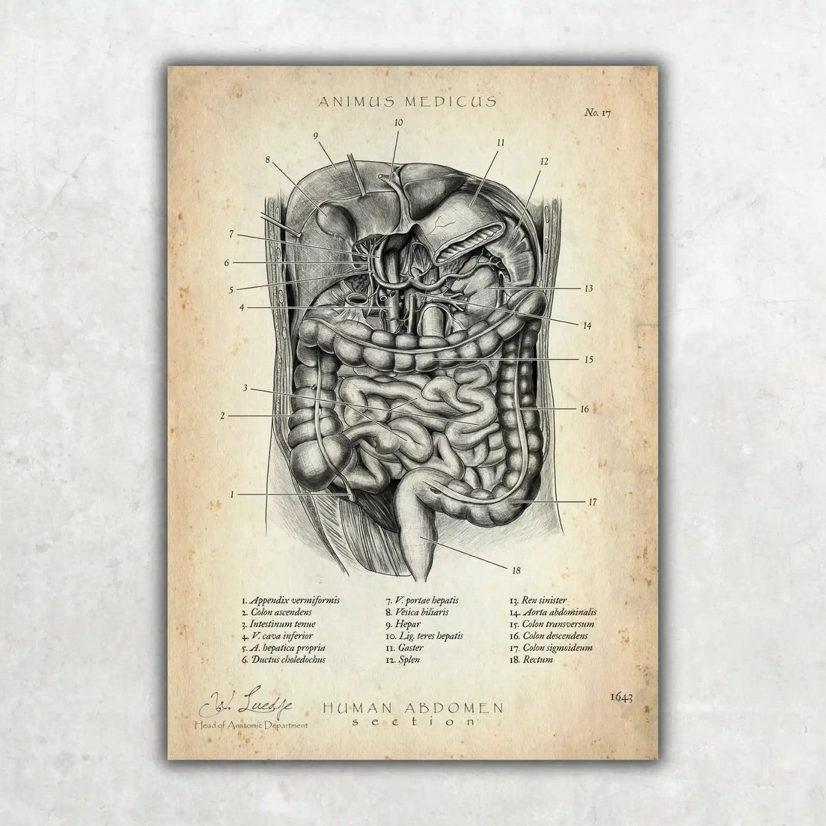 MediCare Bundle - Animus Medicus GmbH