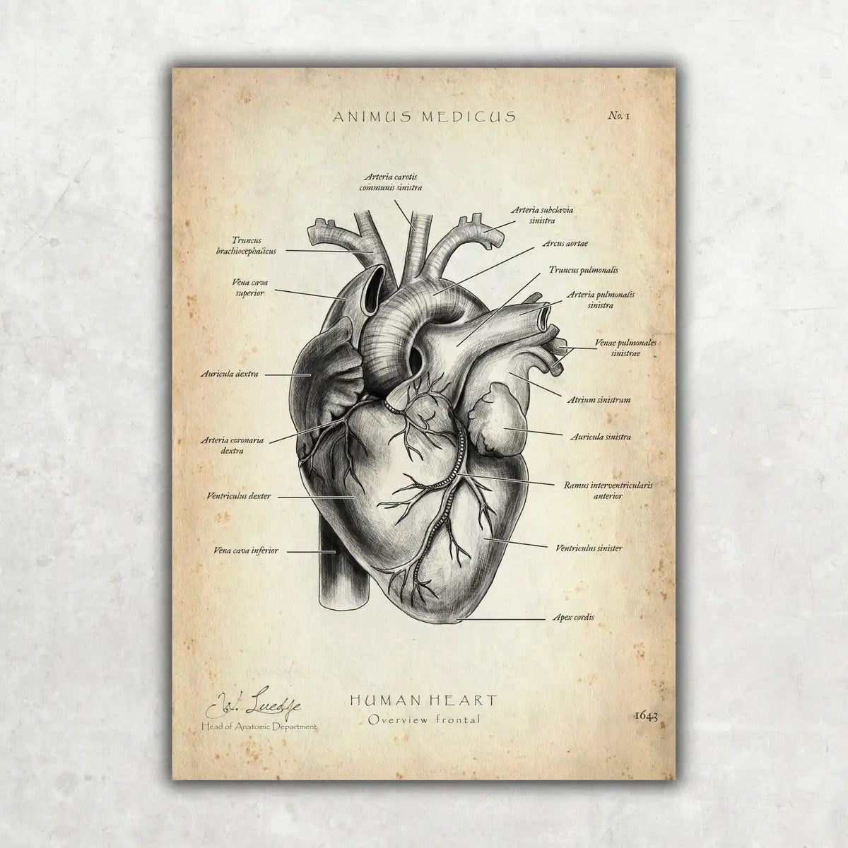 MediCare Bundle - Animus Medicus GmbH
