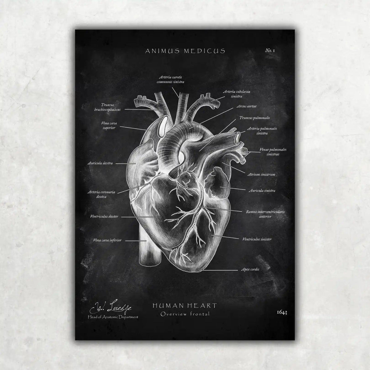 MediCare Bundle Chalkboard - Animus Medicus GmbH