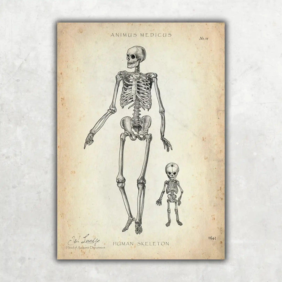 Menschliche Skelett - Animus Medicus GmbH