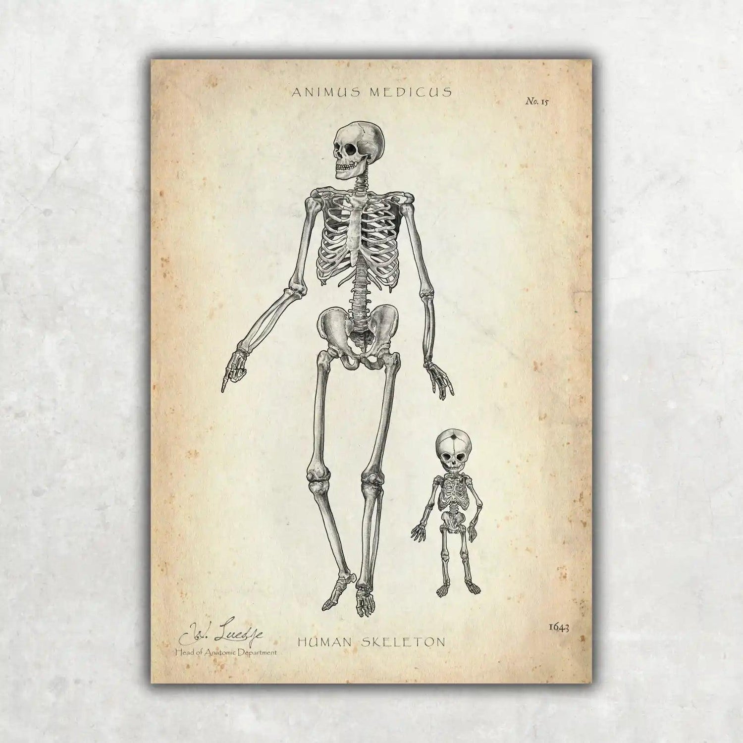 Menschliche Skelett - Animus Medicus GmbH