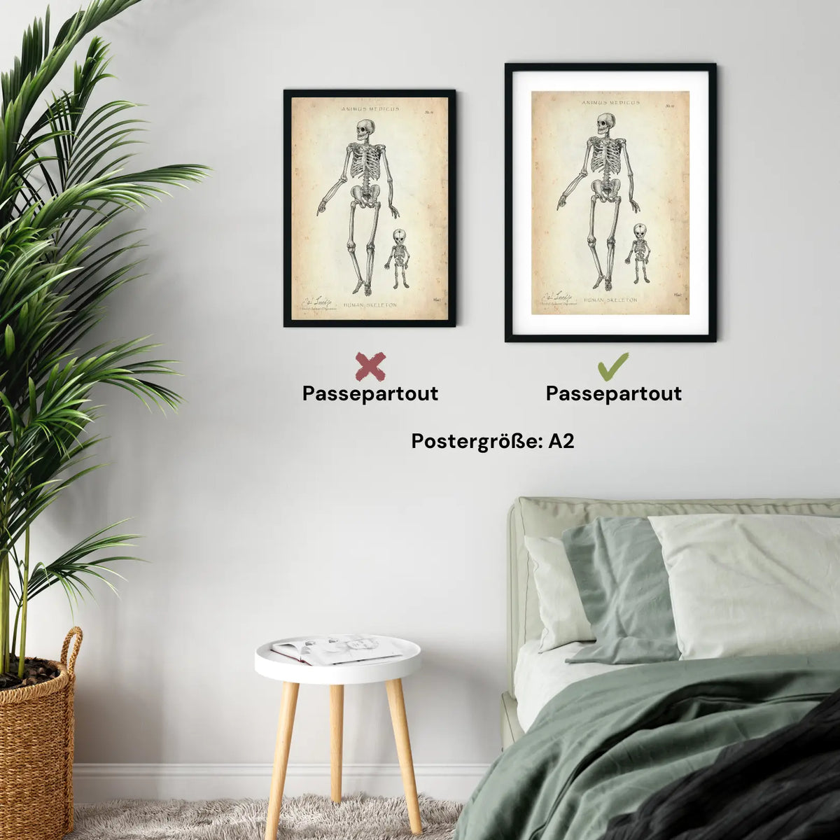 Menschliche Skelett - Animus Medicus GmbH