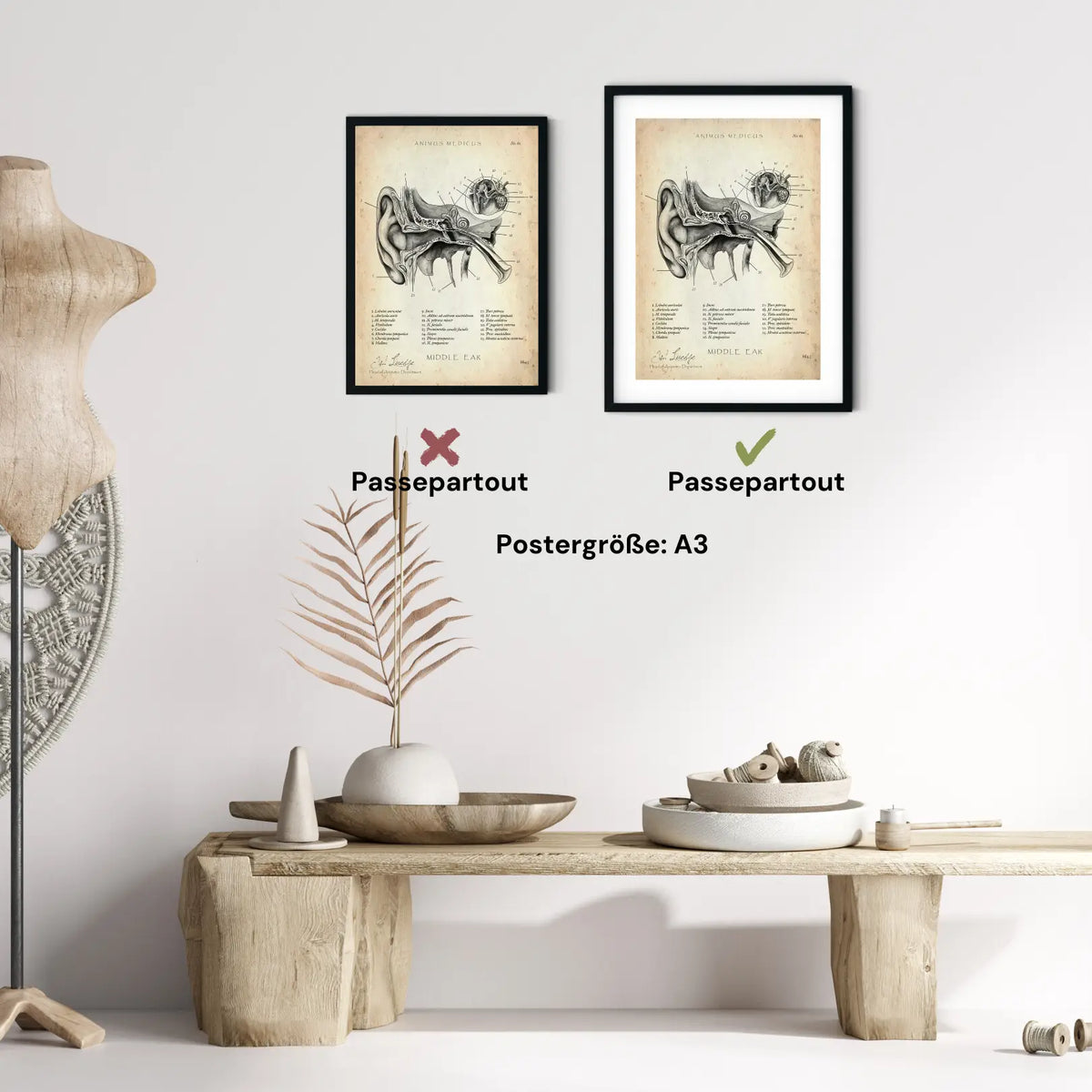 Mittelohr Anatomie - Animus Medicus GmbH