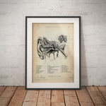 Mittelohr Anatomie - Animus Medicus GmbH