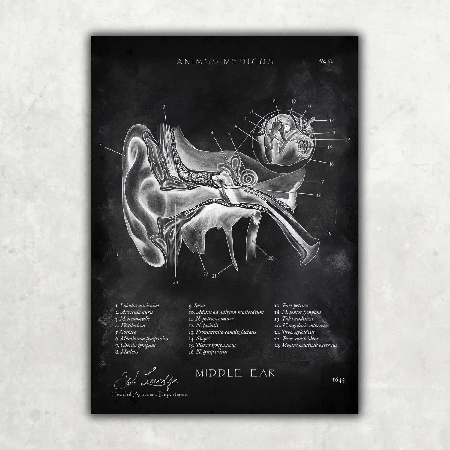 Mittelohr Anatomie - Chalkboard - Animus Medicus GmbH