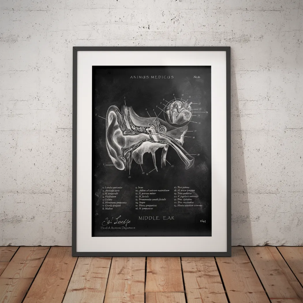 Mittelohr Anatomie - Chalkboard - Animus Medicus GmbH